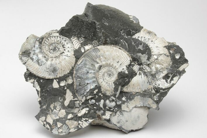 Jurassic Ammonite (Kosmoceras) Cluster - England #207747